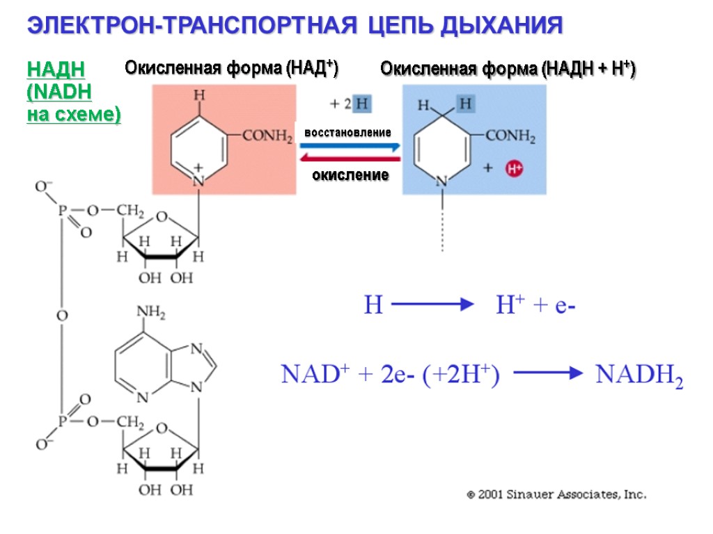 ЭЛЕКТРОН-ТРАНСПОРТНАЯ ЦЕПЬ ДЫХАНИЯ НАДН (NADH на схеме) Окисленная форма (НАД+) Окисленная форма (НАДН +